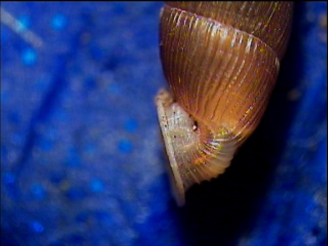 Clausilia bidentata crenulata sotto una corteccia